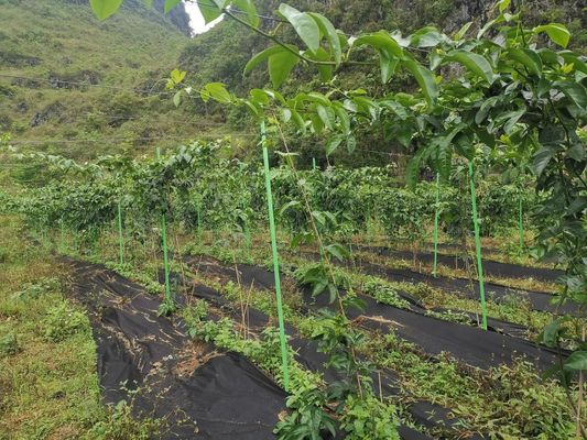 Aanpasbare anti-aging GFRP-plantpalen voor het snijden van tuin-/boomondersteuningsmateriaal indien nodig