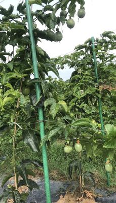 Scherpe kant anti-veroudering FRP boom steun paal voor gladde plant stok als vereiste