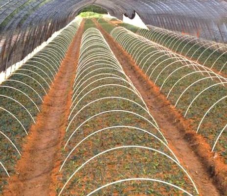 Verbuigbare kasstunnelstaaf steun FRP tuinstaken voor groenten en aardbeien