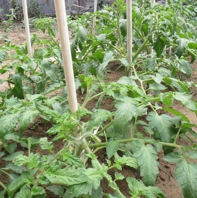 1m tot 11,6m lengte hoge sterkte glasvezel plantsteken voor tomatenbomen en bonen